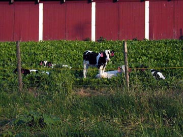 baby cows