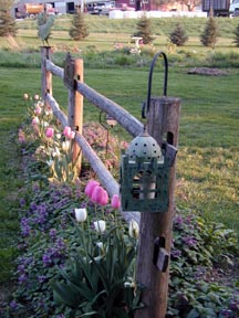 fencetulips